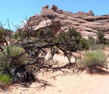 Primitive Trail - Arches