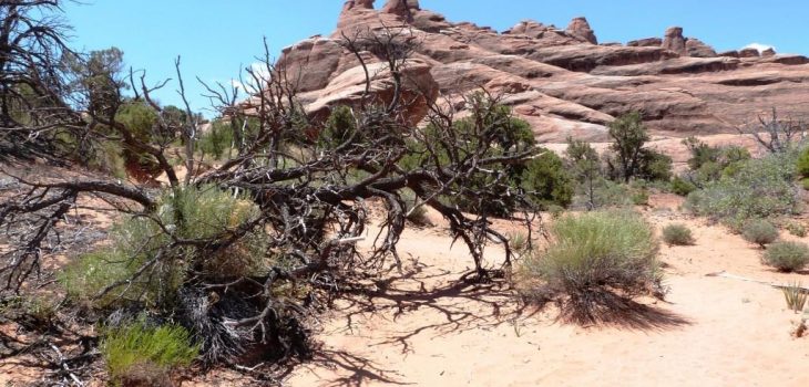 Primitive Trail - Arches
