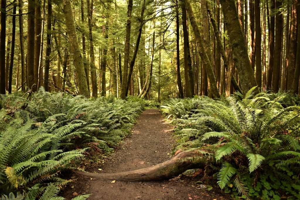 Map Clatsop trail