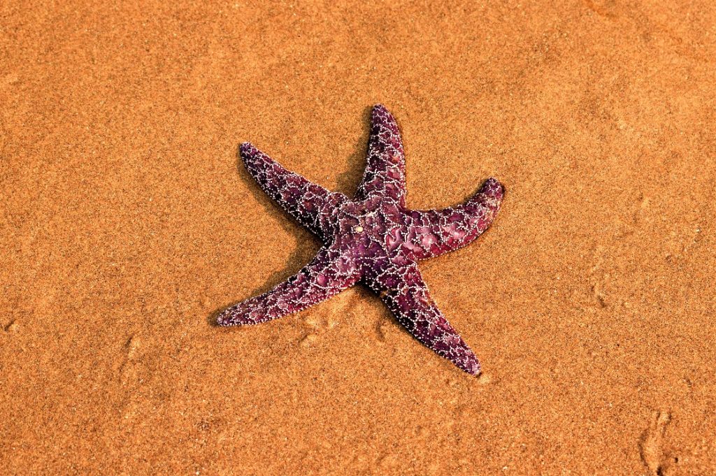 Starfish