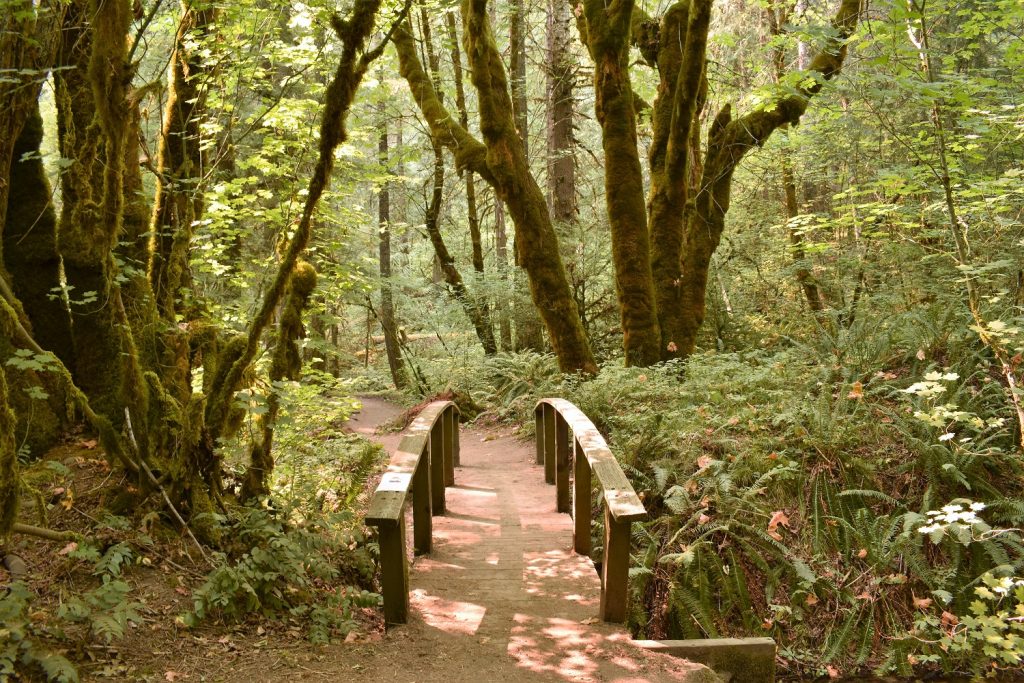 Toketee Falls Trail