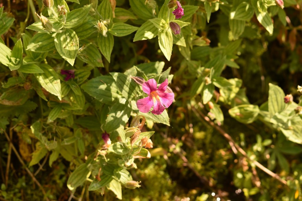 Castle Crest Wildflower Garden