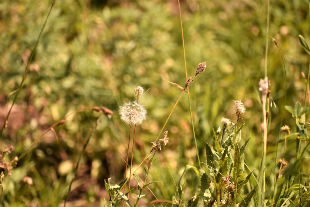 Castle Crest Wildflower Garden