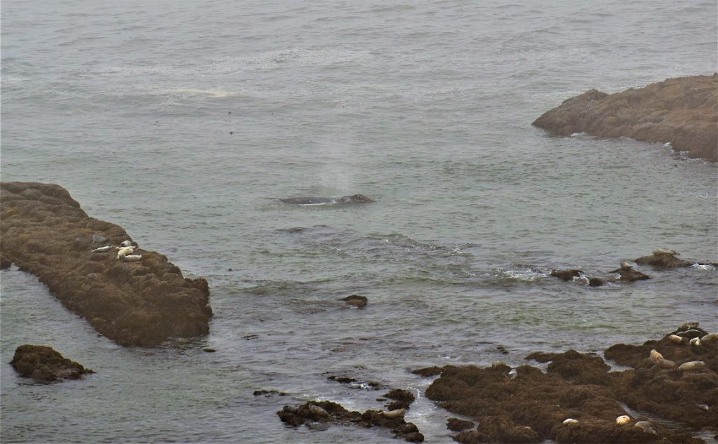 Yaquina Head Lighthouse