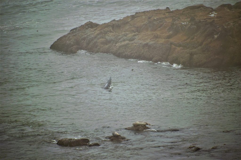 Yaquina Head Lighthouse