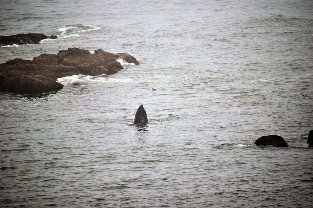 Yaquina Head Lighthouse