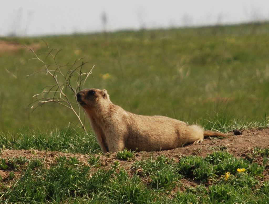 Marmotte Ventre doré