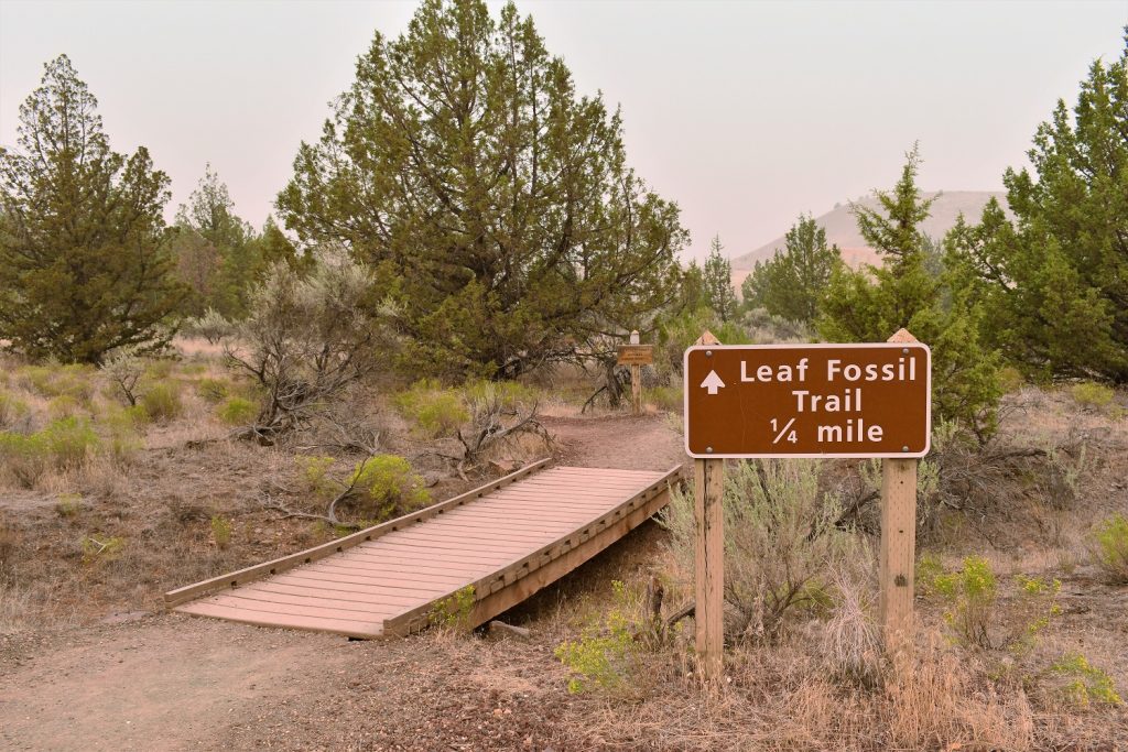 Leaf Fossil Trail Oregon