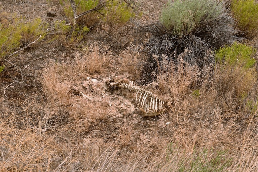 Goose Rock Sheep Rock Unit