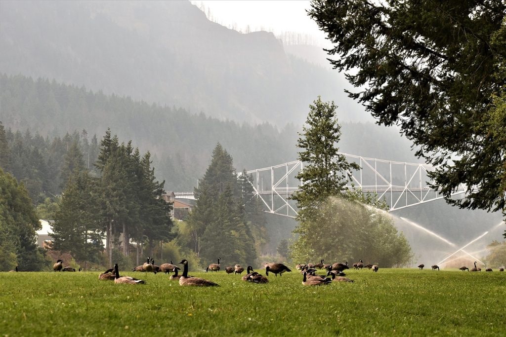 Thunder Island - Cascade Locks