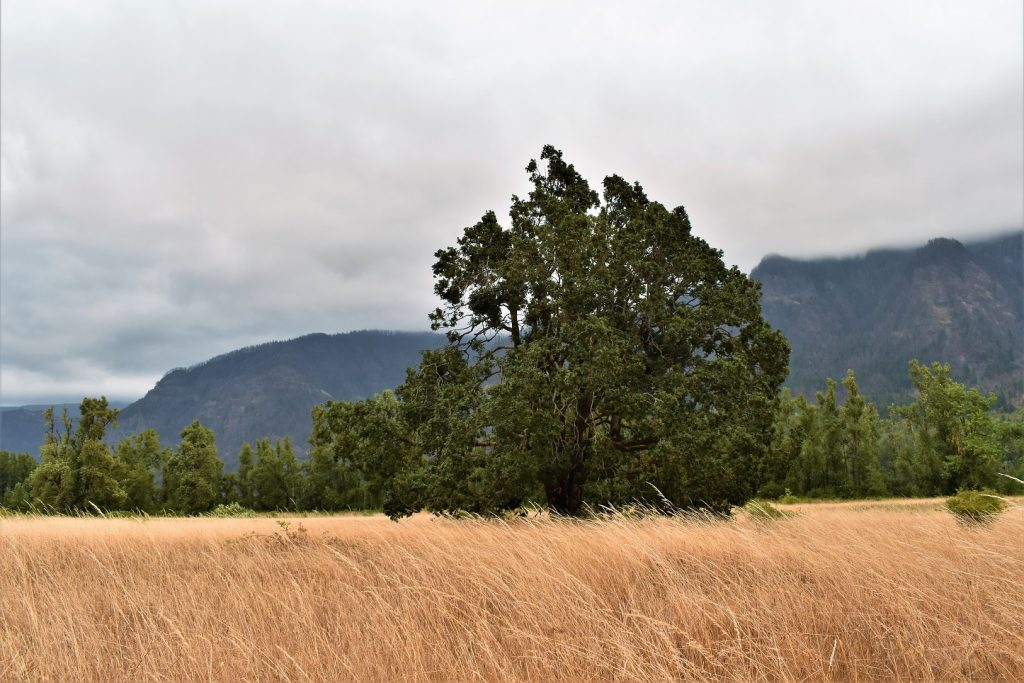 Beacon Rock State Park 