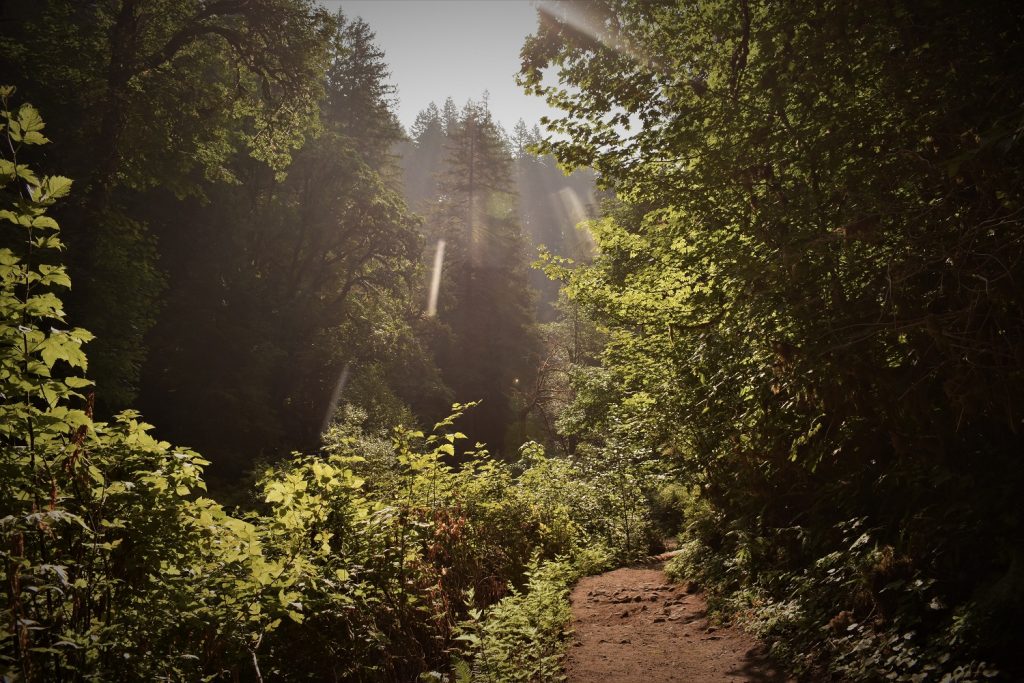 Lower South Falls - Silver Falls SP