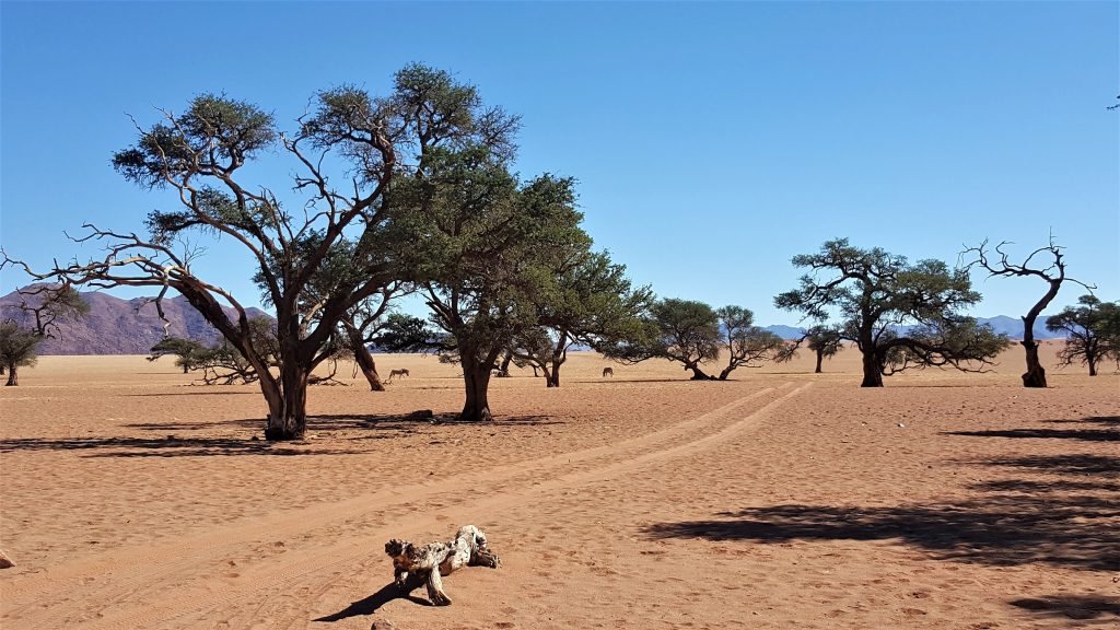 Greenfire Desert Lodge