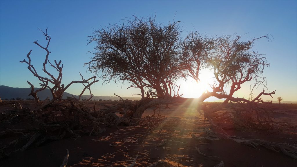 Sunrise Greenfire Desert Lodge