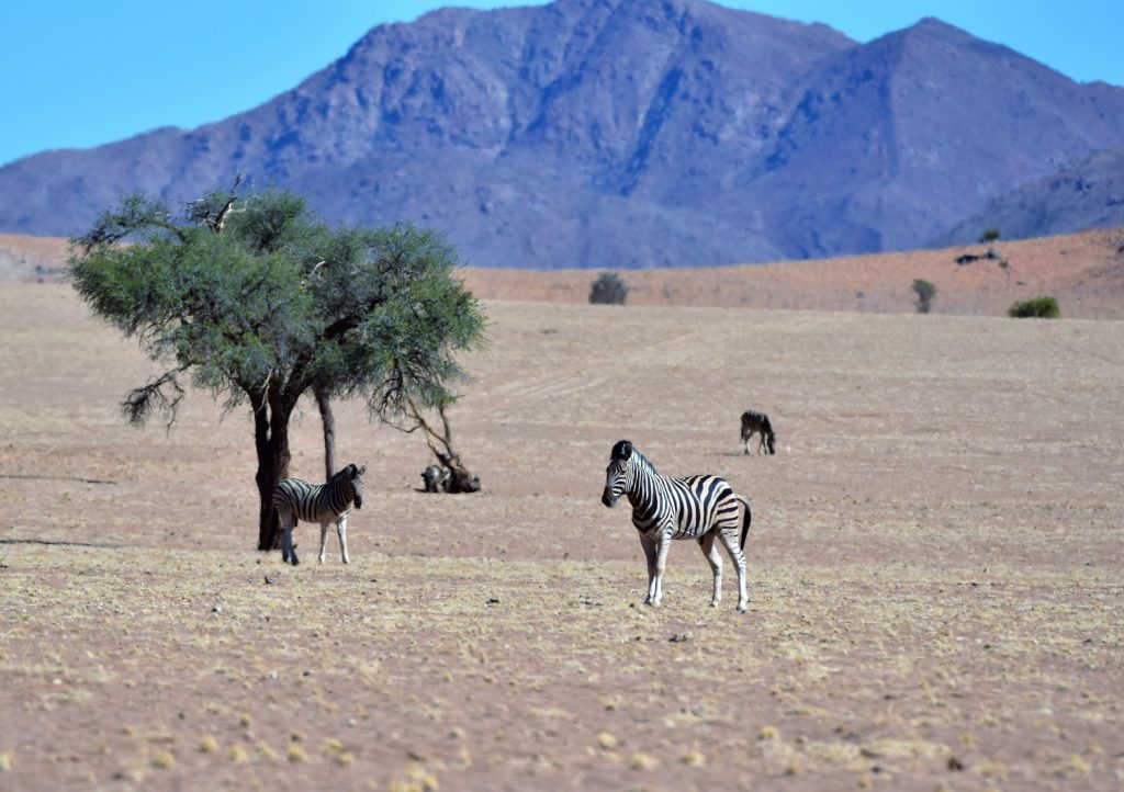 Greenfire Desert Lodge