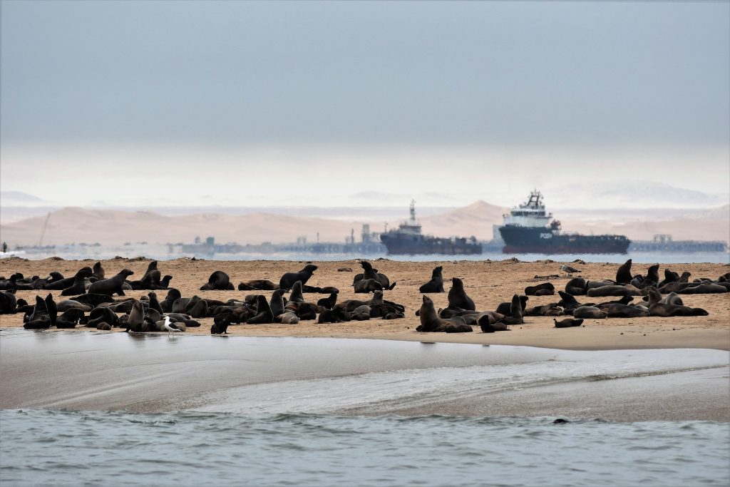 Otarie Walvis Bay