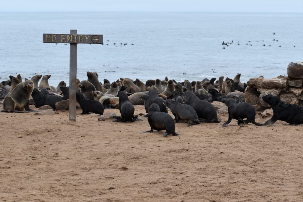 Cape Cross