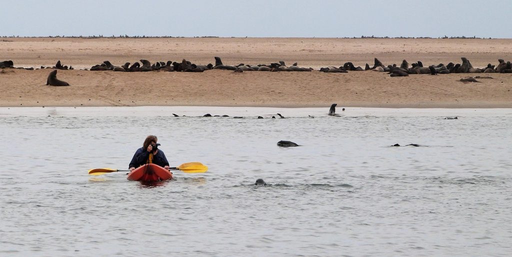 Otarie Walvis Bay