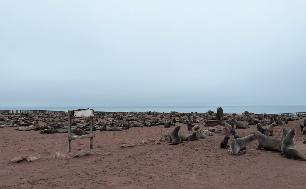 Cape Cross