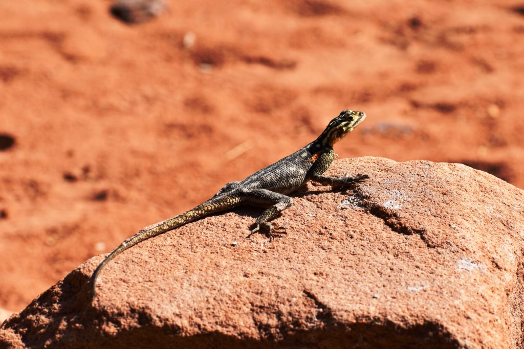 Twyfelfontein