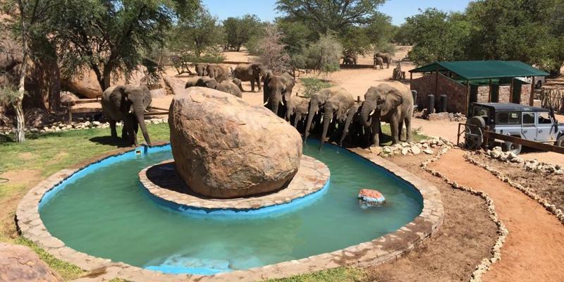 Madisa_Camp elephant