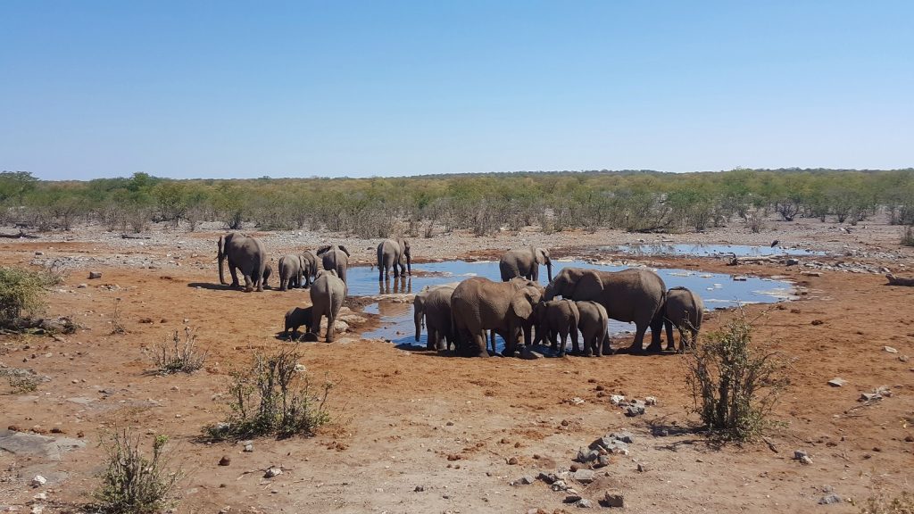 Halali waterhole