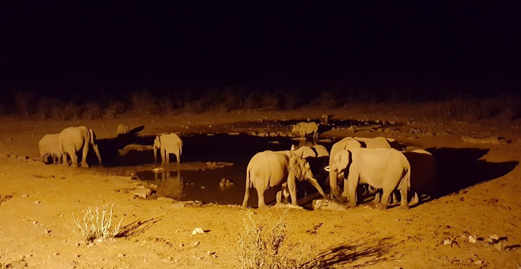 Halali waterhole