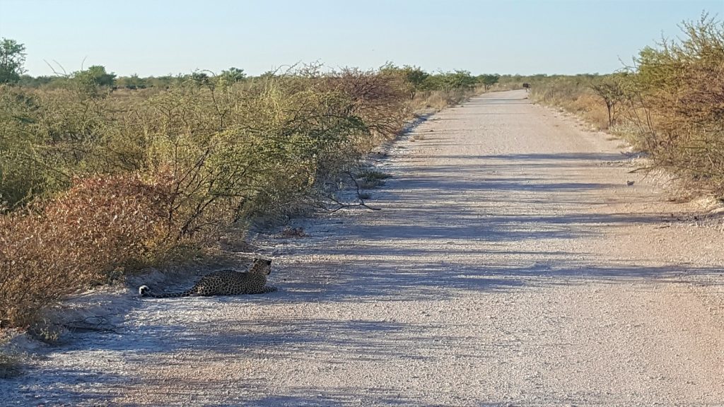 Morning Drive Etosha