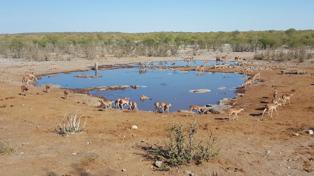 Halali Camp Etosha