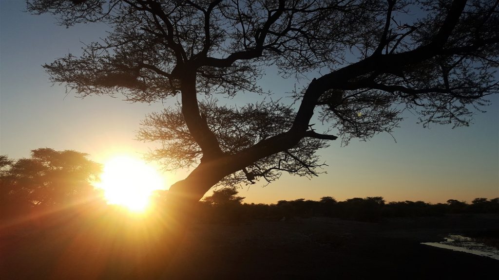 Onguma Tree Top