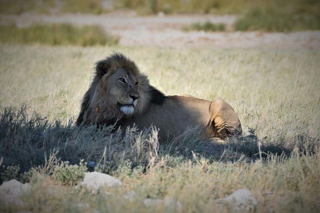 Etosha