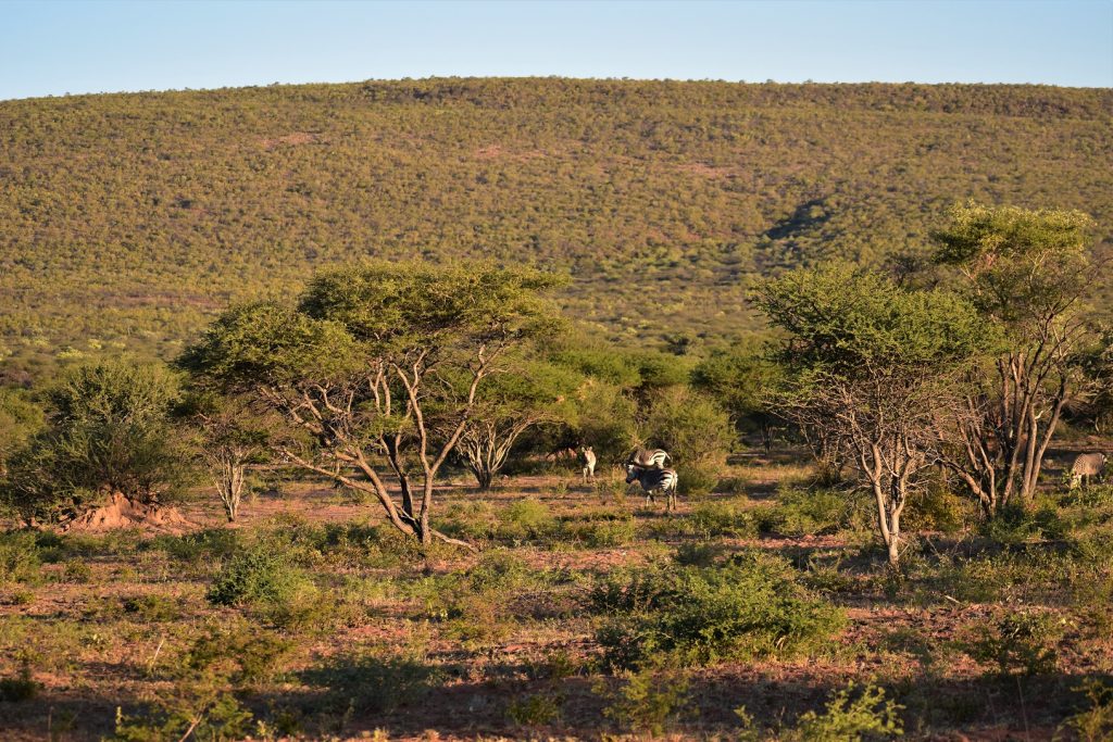 Okonjima Natural Reserve