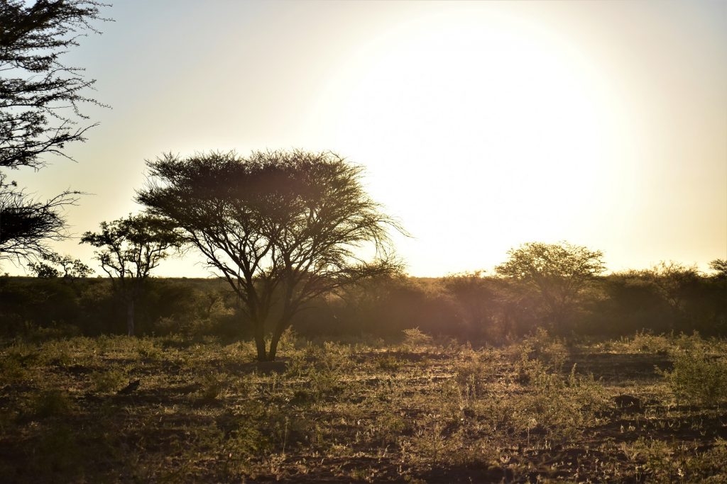 Okonjima Natural Reserve