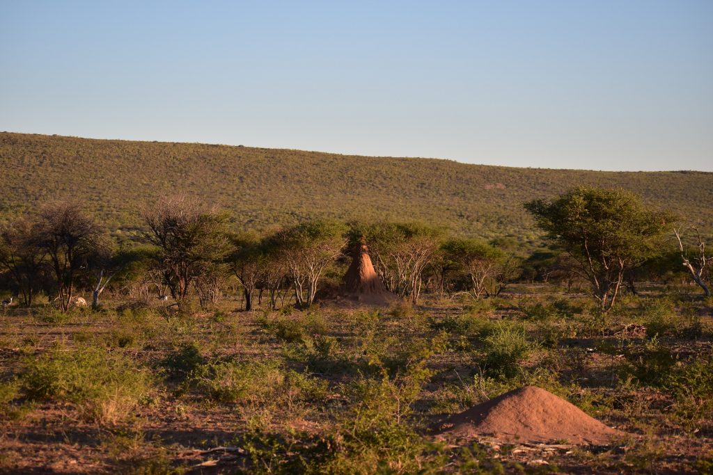 Okonjima Natural Reserve