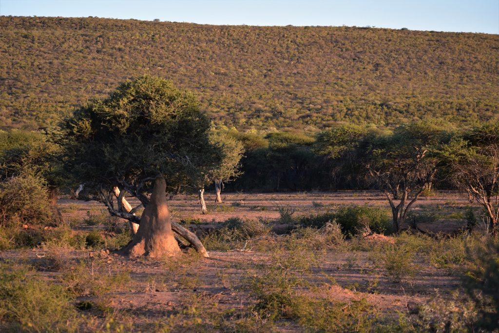 Okonjima Natural Reserve