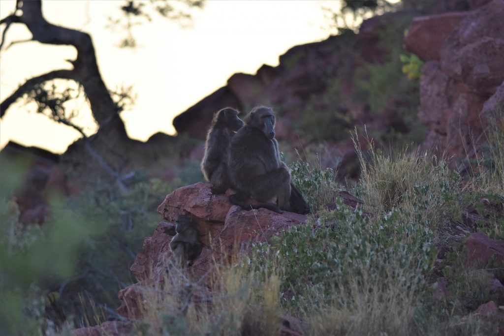 Okonjima Natural Reserve