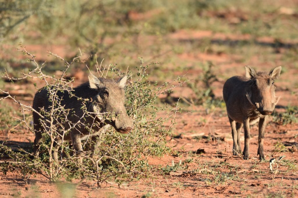 Okonjima Natural Reserve