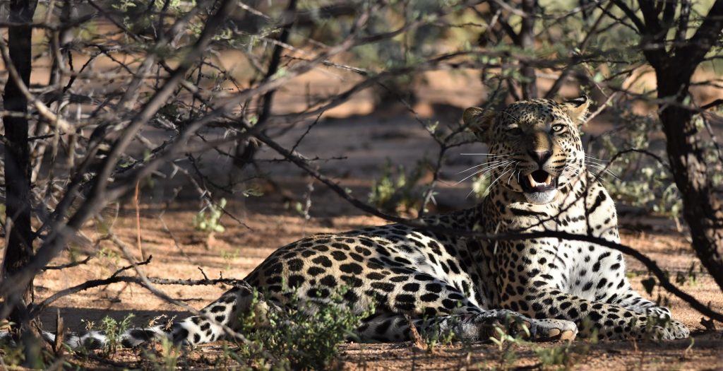 Okonjima Natural Reserve