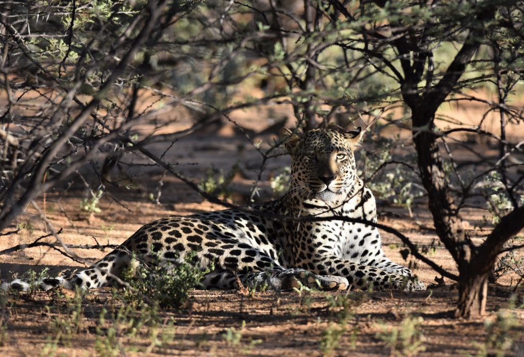 Okonjima Natural Reserve