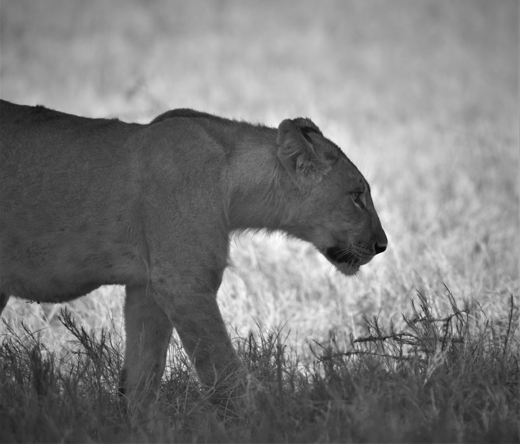 Etosha