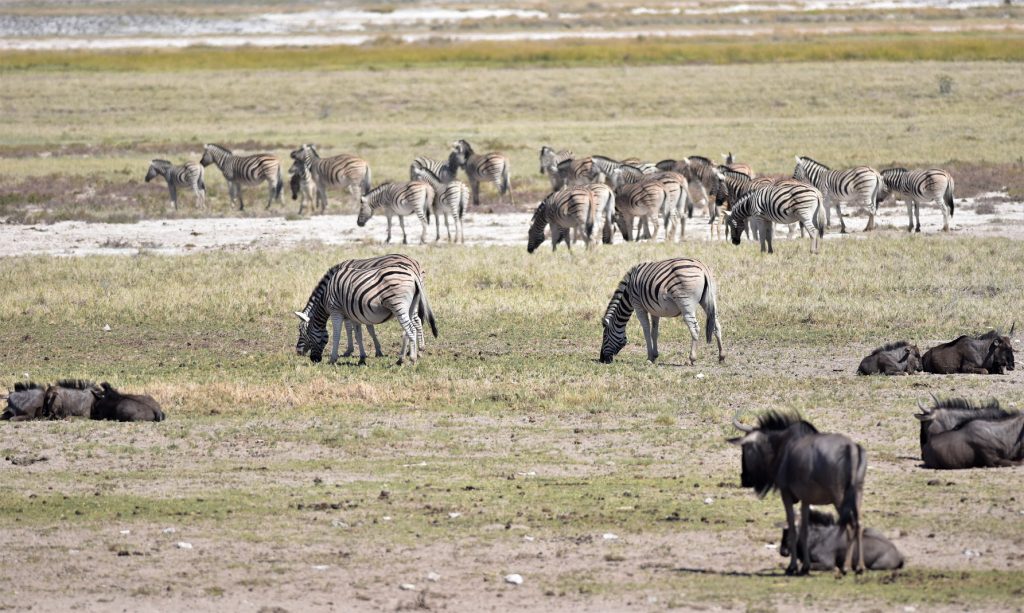 Etosha