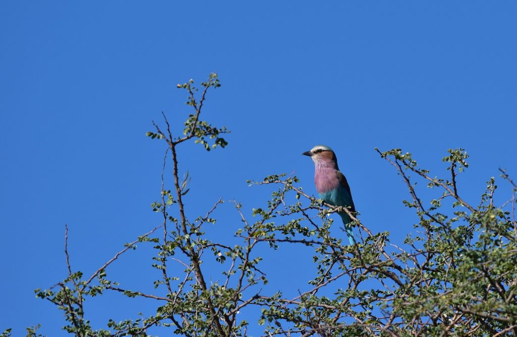 Okonjima Natural Reserve