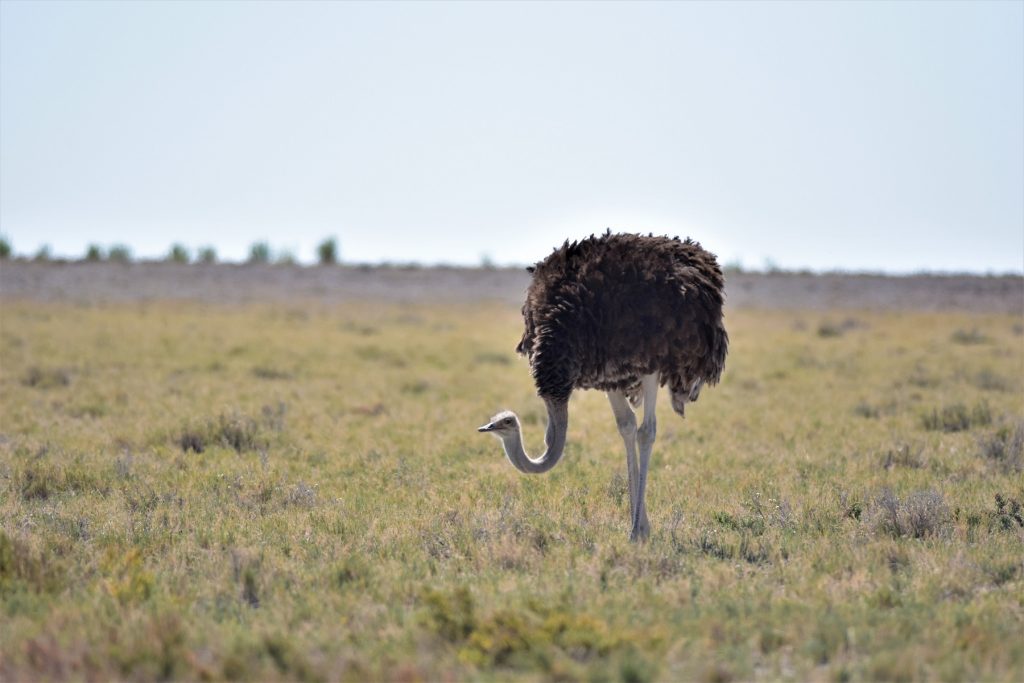 Etosha