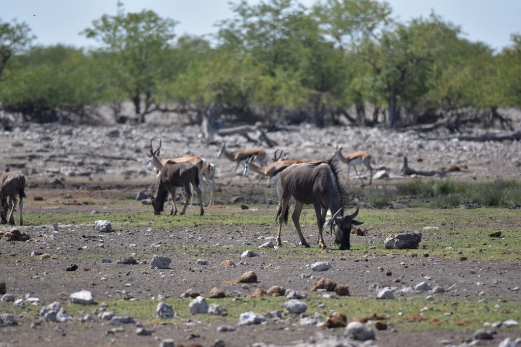 Etosha