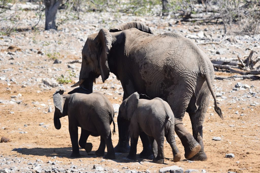 Halali waterhole