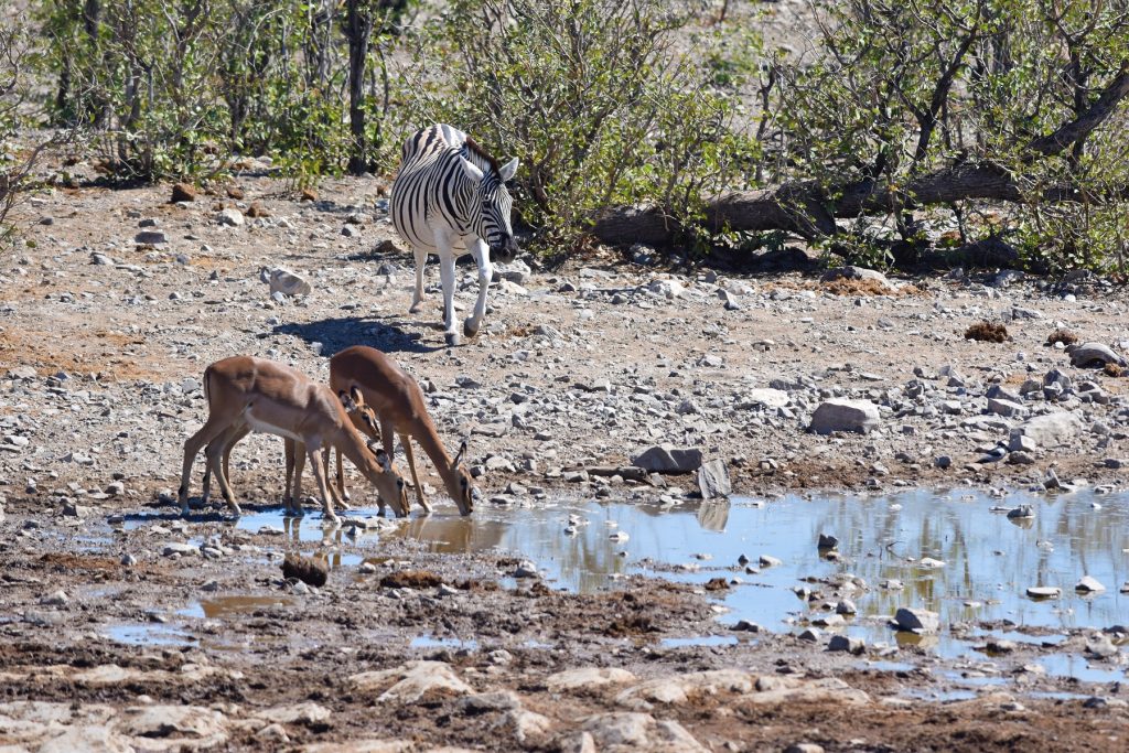 Halali waterhole