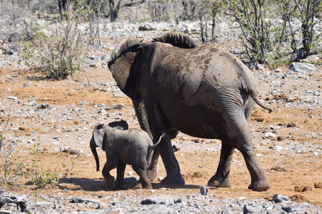 Halali waterhole