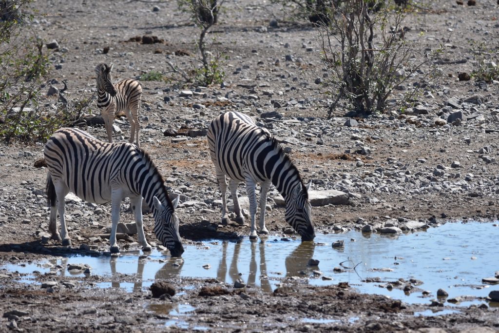 Etosha