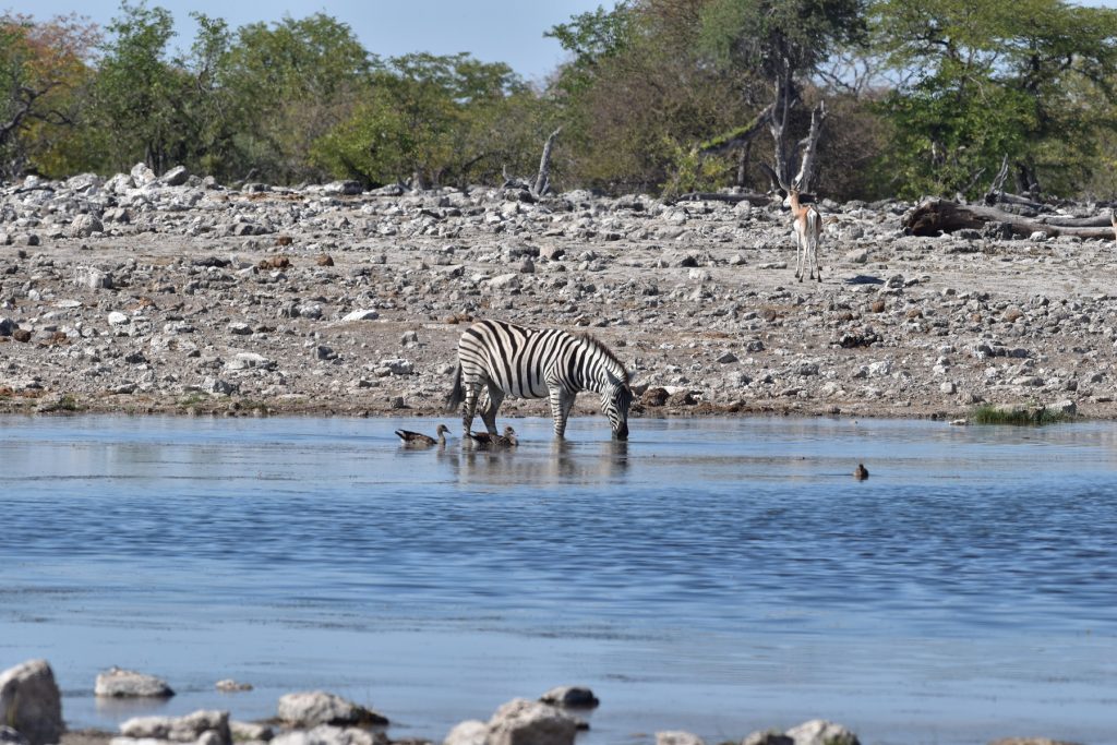 Etosha