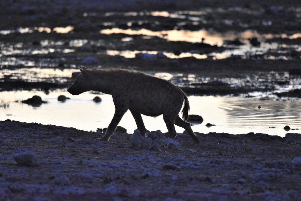 Morning Drive Etosha